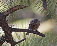 Western Bluebird 2356